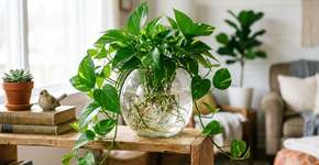 Dicas para a Jiboia: como manter sua planta na água indefinidamente sem que ela apodreça