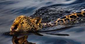 Projeto coloca Pantanal em evidência para promover conservação