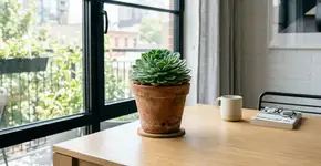 A planta portuguesa que antes era mato na calçada, hoje decora salas modernas em vasos de barro charmosos