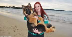 Casal documenta crescimento de cachorro durante oito meses