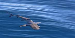 Expedição científica descobre tubarão gigante que aterrorizava oceanos há 340 milhões de anos