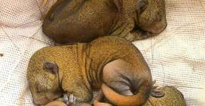 Bebês esquilos reencontram mãe graças à bondade humana