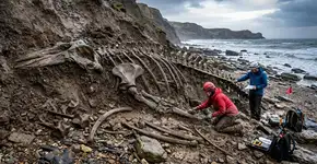 Uma tempestade descobre duas baleias de 10 milhões de anos, e a descoberta surpreende a Europa