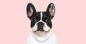 Foto: (Imagem sem texto alternativo disponivel ID [2631666])