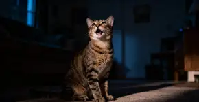 Descobri o por que meu gato miava no meio da noite, e o motivo me chocou