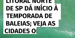 Litoral norte de São Paulo dá início à temporada de baleias