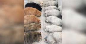 ‘A dama com 12 gatos’ faz sucesso com fotos de seus persas