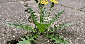 Foto: (Imagem sem texto alternativo disponivel ID [2738894])