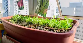 Manual dá dicas de como montar uma horta em pequenos espaços