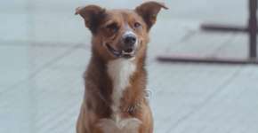 Foto: (Imagem sem texto alternativo disponivel ID [1832839])