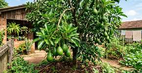 O que seu pé de abacate precisa em abril para prosperar e produzir frutos grandes e cremosos