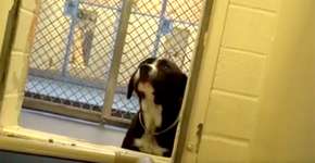 Vídeo emocionante mostra reação de cachorro abandonado ao perceber que será adotado
