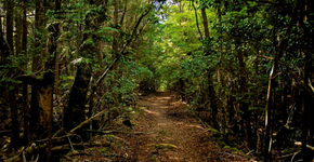 ‘Floresta dos Suicídios’ no Japão é real e causa calafrios