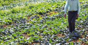 Foto: (Imagem sem texto alternativo disponivel ID [854439])