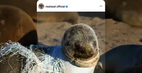 Contra poluição, animais viram influenciadores digitais