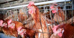 Foto: (Imagem sem texto alternativo disponivel ID [947460])