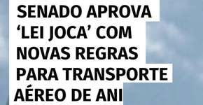 Senado aprova ‘Lei Joca’ com novas regras para transporte aéreo de animais