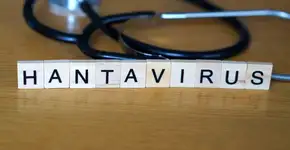 Hantavírus: infecção pode provocar impactos além do sistema respiratório