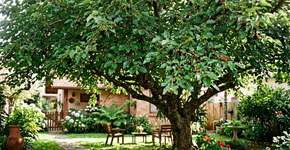 A fruta que antes era esquecida no sítio, hoje dá sombra e atrai passarinhos no quintal de casa