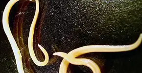 Ser vivo adormecido por milênios voltou à vida na Terra