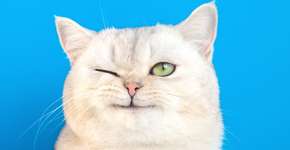 O que significa quando seu gato pisca para você?