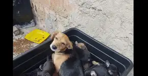 20 cães e gatos morrem em incêndio em casa de homem que resgata animais