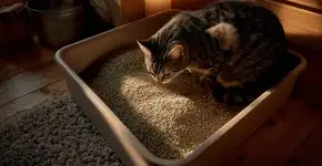 Erros na caixa de areia que prejudicam o bem-estar do gato