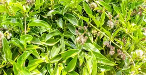 Foto: (PAULO H CARVALHO)