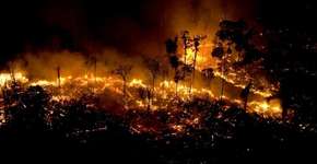 Petição em defesa da Amazônia cresce 776% em 24 horas