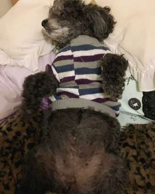 Veja alguns dos cães e gatos que já estão participando do #MostreABarriguinha!