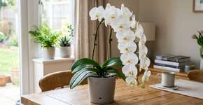 Coloque um cubo de gelo na sua orquídea e tenha um resultado digno de floricultura