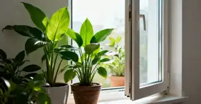 Suas plantas morrem e você nem imagina o motivo real