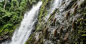 O peixe “Homem-Aranha”, um pequeno peixe capaz de escalar paredes rochosas íngremes por 10 horas