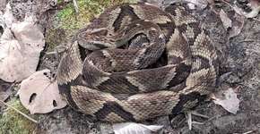 Presente em várias regiões, essa serpente é um perigo silencioso