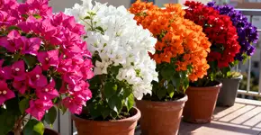 Foto: (Imagem sem texto alternativo disponivel ID [2665763])