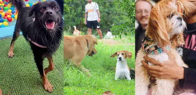 Guia Pet Friendly de SP: passeios para curtir com seu aumigo