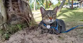 Foto: (Imagem sem texto alternativo disponivel ID [860150])