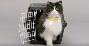 Existe uma coleira que transforma miados dos gatos em voz humana