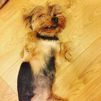 Veja alguns dos cães e gatos que já estão participando do #MostreABarriguinha!