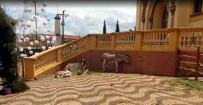 Presépio com animais vivos causa revolta no interior de SP