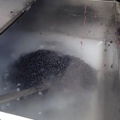 As uvas são esmagadas e o mosto (casca, polpa e sementes) é levado para fermentação. No vinho branco, a casca é descartada. 