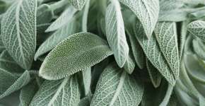 Foto: (pashapixel/istock)