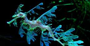 Os 10 animais mais inusitados do mundo que você precisa conhecer