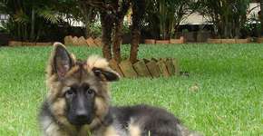 Filhote de cachorro atira no dono que tentava matá-lo