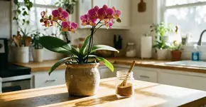 Foto: (Imagem sem texto alternativo disponivel ID [2754790])