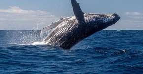 Foto: (Imagem sem texto alternativo disponivel ID [2739935])