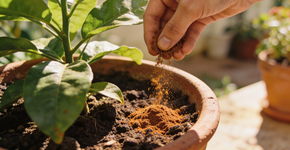 Foto: (Imagem sem texto alternativo disponivel ID [2692106])