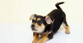 Saiba onde adotar animais de estimação