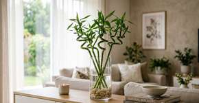 O bambu da sorte é resistente a tudo, mas nunca o deixe em locais com sol direto