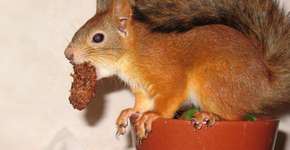 Foto: (Imagem sem texto alternativo disponivel ID [834554])